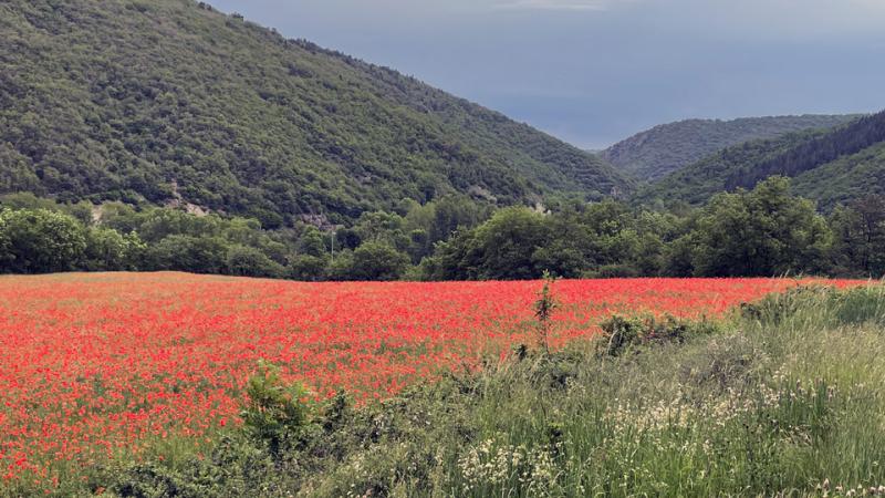 coquelicots